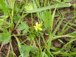 Image de Ranunculus californicus Benth.