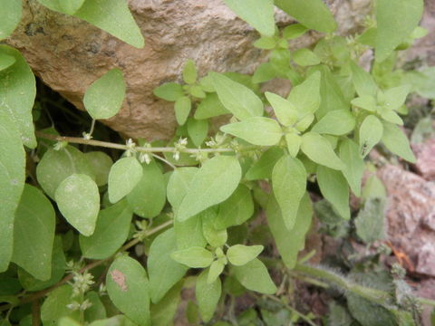 Image of rillita pellitory