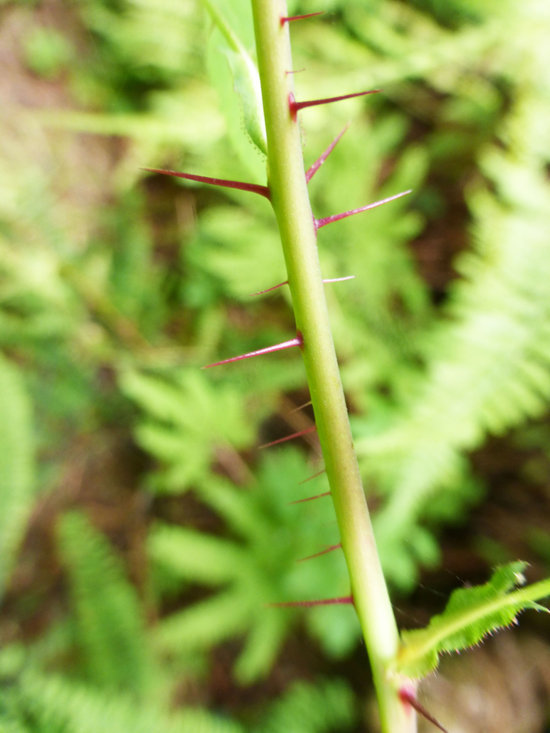 Image of dwarf rose