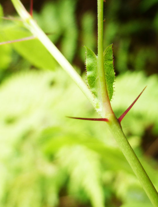 Imagem de Rosa gymnocarpa Nutt. ex Torr. & Gray