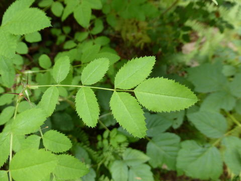 Imagem de Rosa gymnocarpa Nutt. ex Torr. & Gray