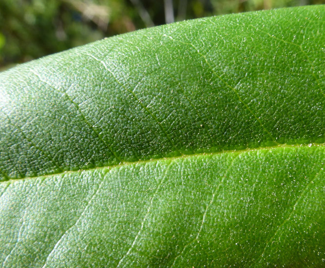 Image of Pacific rhododendron