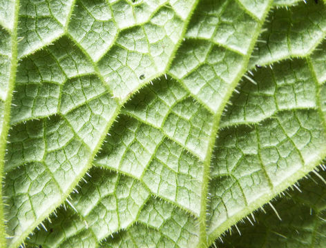 Sivun Tellima grandiflora (Pursh) Douglas ex Lindley kuva