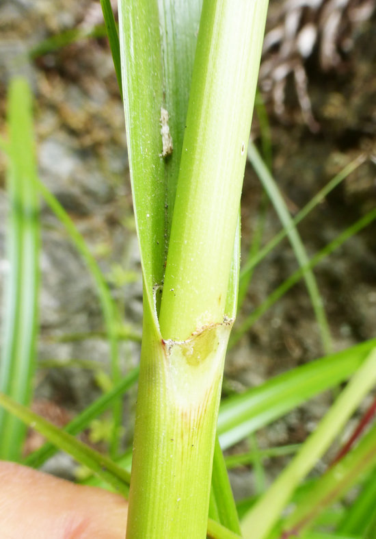 Image of panicled bulrush