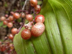 Image of feathery false lily of the valley