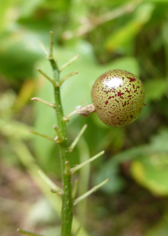 Imagem de Maianthemum dilatatum (Alph. Wood) A. Nelson & J. F. Macbr.