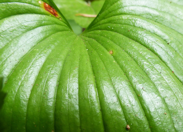 Image of false lily of the valley