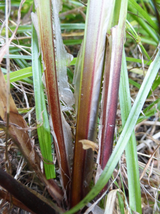 Image of Slough sedge