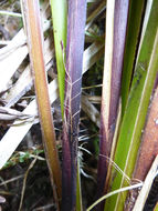 Image of Slough sedge