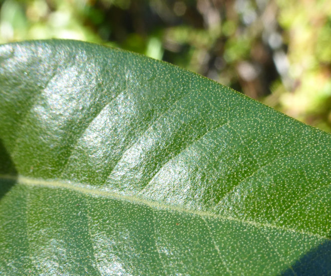 Image of giant chinquapin