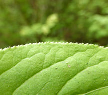 Image of western burning bush