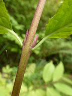 Image of western burning bush