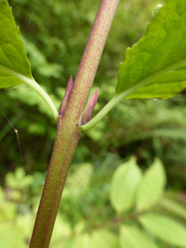 Imagem de Euonymus occidentalis Nutt. ex Torr.