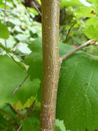 Imagem de Corylus cornuta subsp. californica (A. DC.) A. E. Murray