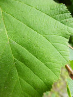 Imagem de Corylus cornuta subsp. californica (A. DC.) A. E. Murray