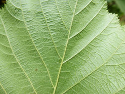 Image of Western Beaked Hazel