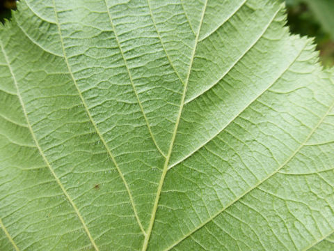 Sivun Corylus cornuta subsp. californica (A. DC.) A. E. Murray kuva