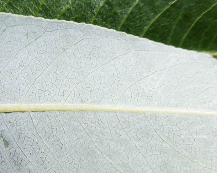 Image de Salix laevigata Bebb