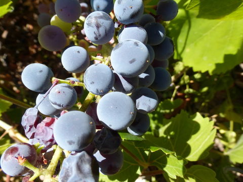 Image of California wild grape