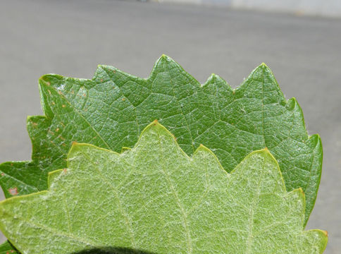 Image of California wild grape