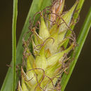 Слика од Carex sheldonii Mack.