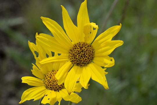 Imagem de Balsamorhiza incana Nutt.