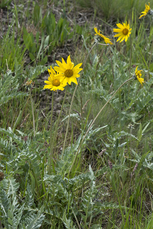 Imagem de Balsamorhiza incana Nutt.