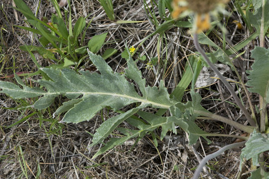 Image of hoary balsamroot