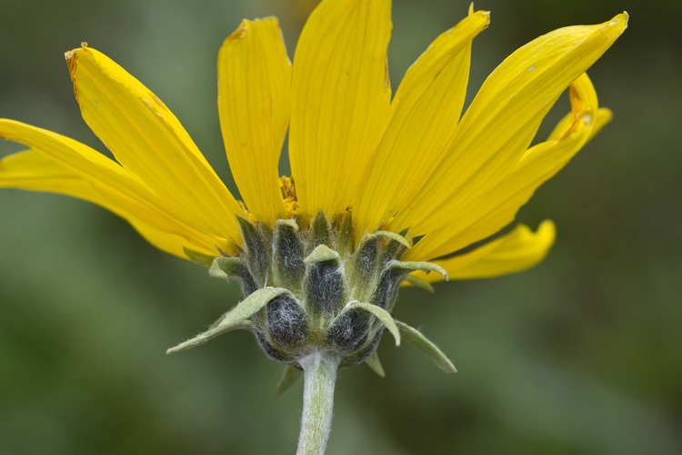 Imagem de Balsamorhiza incana Nutt.