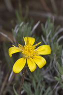 Plancia ëd Nestotus stenophyllus (A. Gray) Urbatsch, R. P. Roberts & Neubig