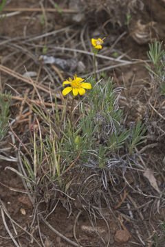 Image of narrowleaf mock goldenweed