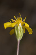 Imagem de Nestotus stenophyllus (A. Gray) Urbatsch, R. P. Roberts & Neubig