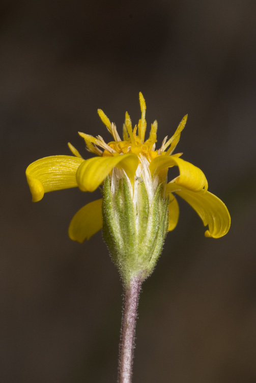 Plancia ëd Nestotus stenophyllus (A. Gray) Urbatsch, R. P. Roberts & Neubig