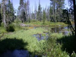 Image of Bog birch