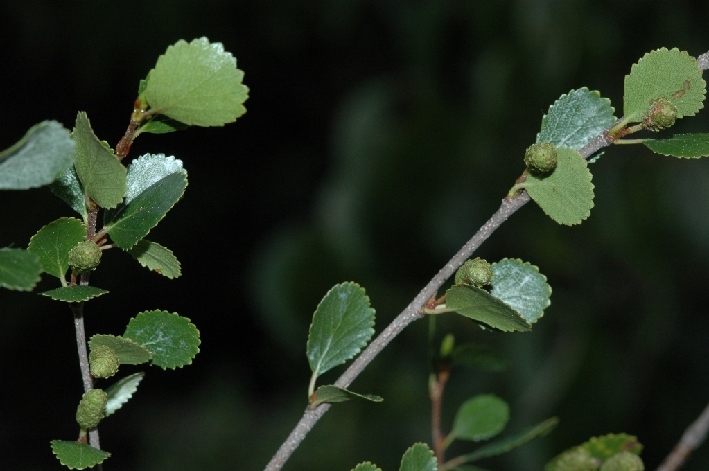 Image of Bog birch