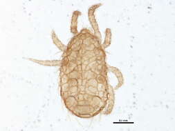 Image of Neocypholaelaps