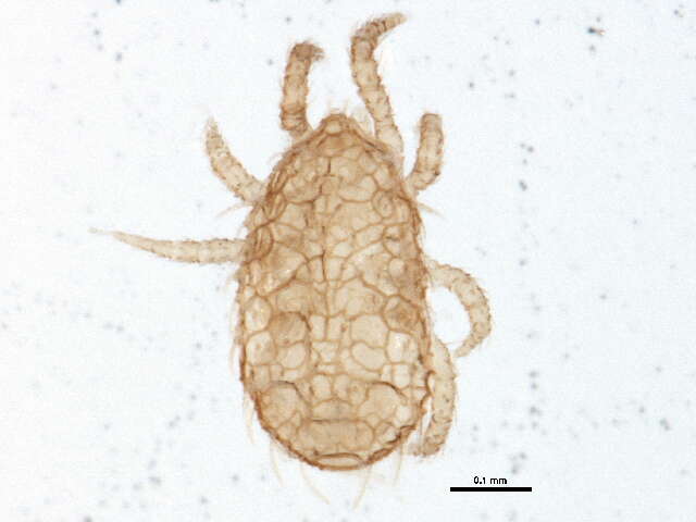 Sivun Neocypholaelaps kuva