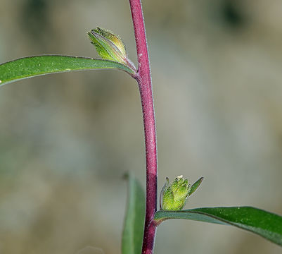 Image of grand collomia