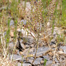 Image of field pepperweed