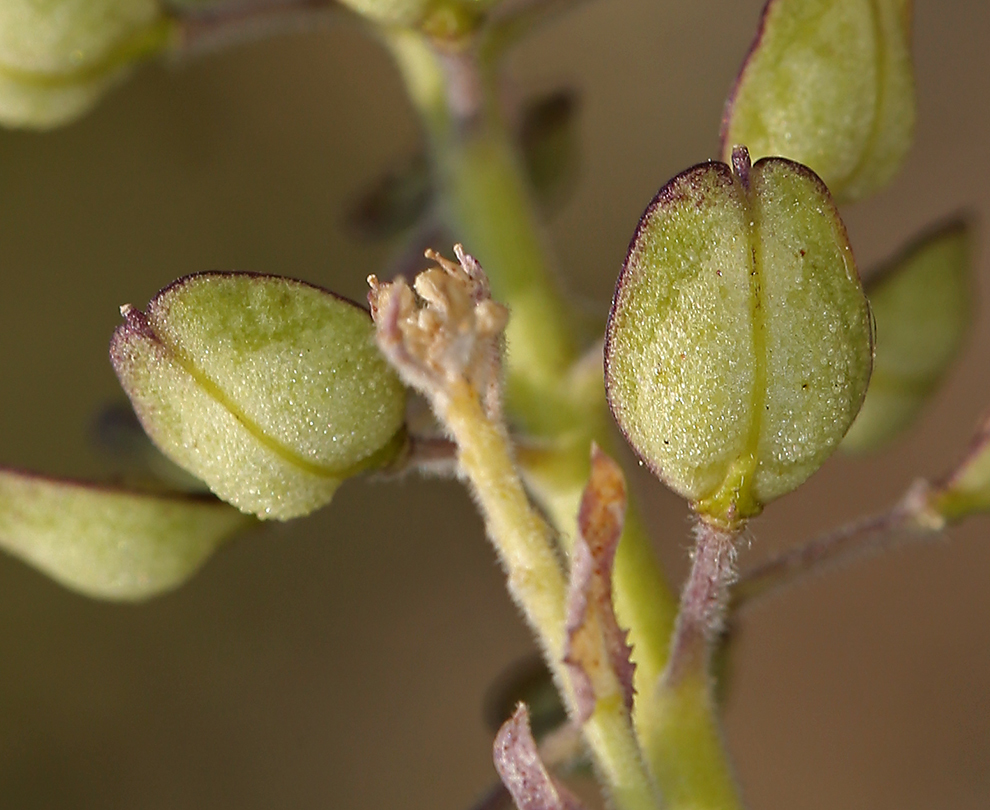 Image of field pepperweed