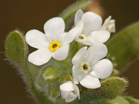 Image of Soft Popcorn-Flower