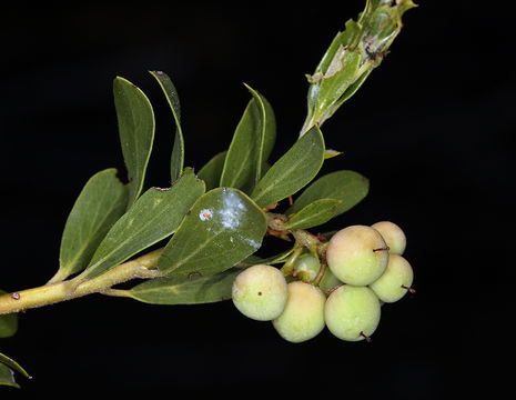 Слика од Arctostaphylos nevadensis A. Gray