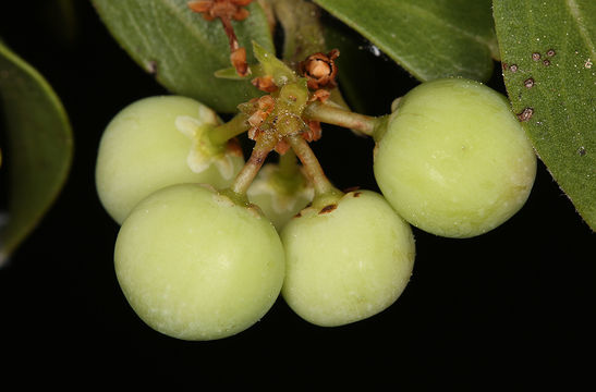 Imagem de Arctostaphylos nevadensis A. Gray