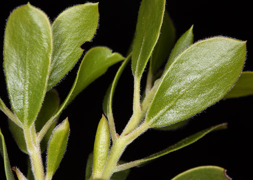 Imagem de Arctostaphylos nevadensis A. Gray