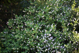 صورة <i>Ceanothus integerrimus</i> var. <i>macrothyrsus</i>