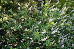 صورة <i>Ceanothus integerrimus</i> var. <i>macrothyrsus</i>