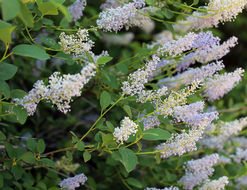 صورة <i>Ceanothus integerrimus</i> var. <i>macrothyrsus</i>