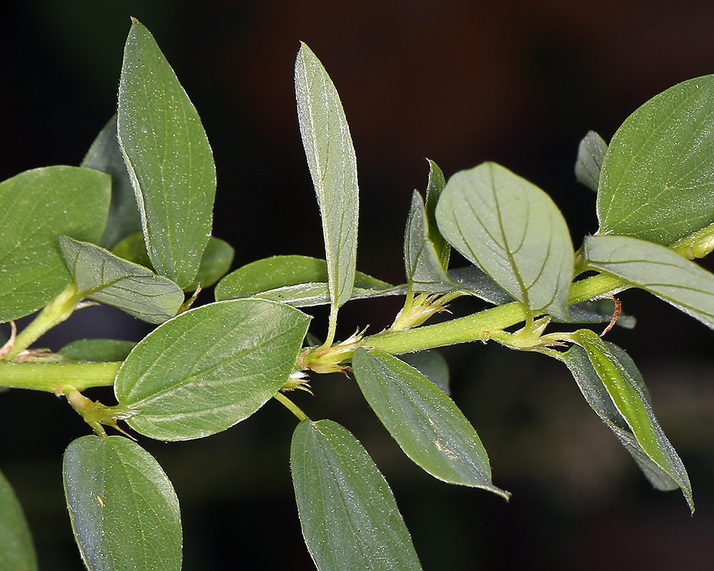 صورة <i>Ceanothus integerrimus</i> var. <i>macrothyrsus</i>