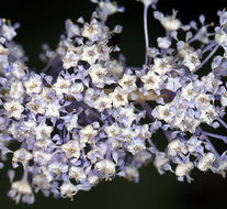 صورة <i>Ceanothus integerrimus</i> var. <i>macrothyrsus</i>