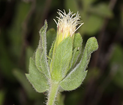 Image de Brickellia greenei A. Gray